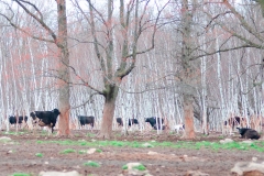 Holstein heifers & White Birch Trees