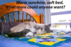 Sunshine Cat