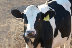 Holstein Watching
