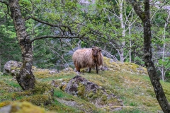 Norway Mountain Sheep