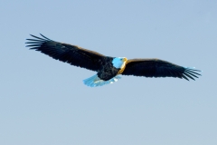 Eagle Flying High