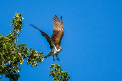 Osprey Landing In Eugene, Oregon