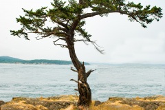 Washington State Solitary Tree