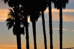 California Palm Trees