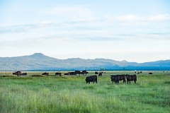 Oregon Pasture