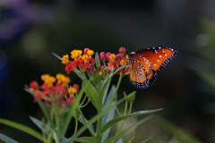 Monarch Butterfly Feasting