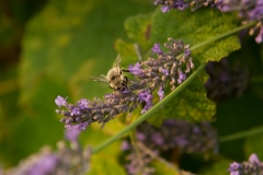 Lavender Washington State Bee