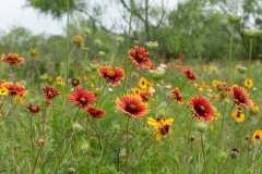 Texas wildflowers