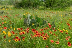 Texas wildflowers & Cactus