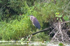 Blue Heron at Horicon Marsh