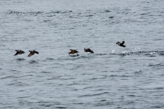 Ducks Flying Over Water