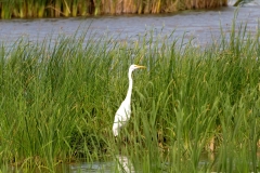 Giant White Egret