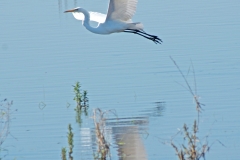 Giant White  Egret Flying