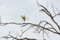 Giant White Egret In Tree