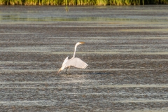 Giant White Egret Taking Off