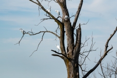 Egrets in Tree