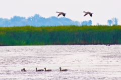 Geese Flying, Horicon Marsh In Summer