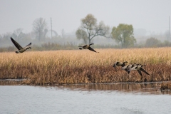 Canadian Geese Flying at Horicon Marsh