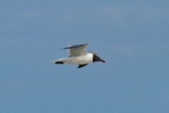 Franklin Gull Flying