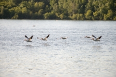 Pelicans In Flight