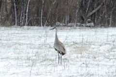 Sandhill Crane In winter