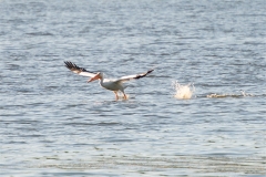 Skimming Pelican