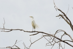 Egret In Tree