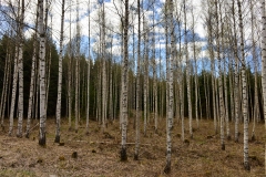 Birch-trees