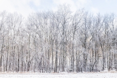 Winter Woods - Color